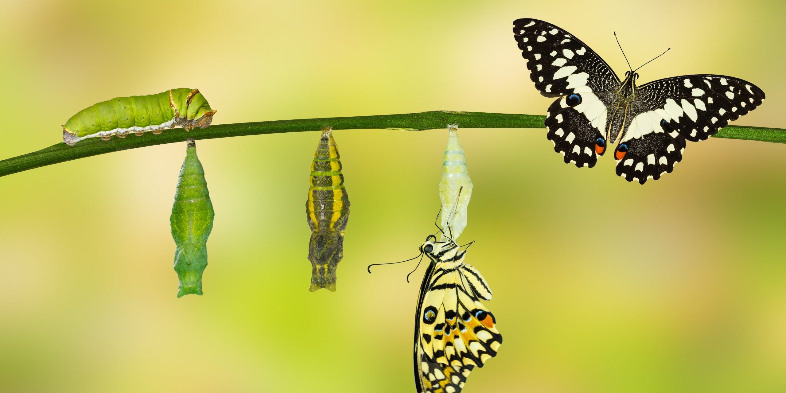 Transformation of Lime Butterfly